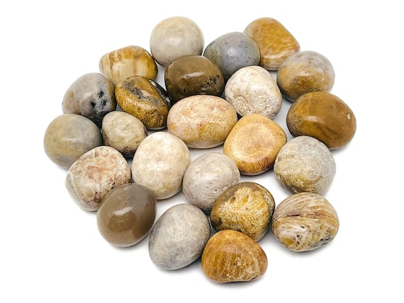Fossil Coral Tumbled Stone – Fossil Coral Stone – Loose Stone – Natural Coral Healing crystal – Wealth Stone – TU1233