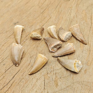 May include: A collection of ten fossilized shark teeth, ranging in size and shape, displayed on a wooden surface. The teeth are a light brown color and have a rough, textured surface.