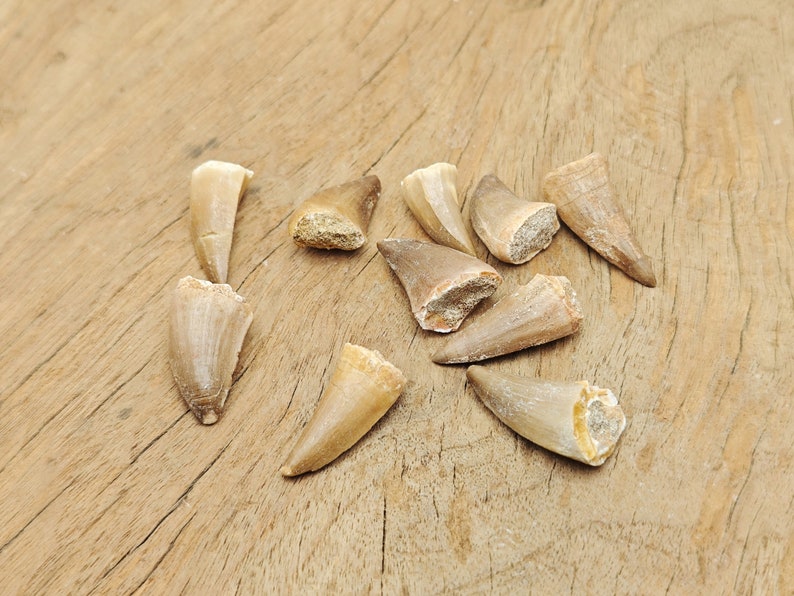 May include: A collection of ten fossilized shark teeth, ranging in size and shape, displayed on a wooden surface. The teeth are a light brown color and have a rough, textured surface.