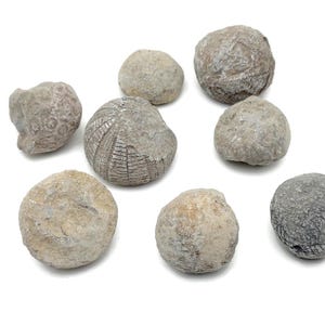 Rare Echinoid Fossil - Fossilization - Paleobiology - Unpolished - Marine Fossils - Aquarium Stones - FO1039