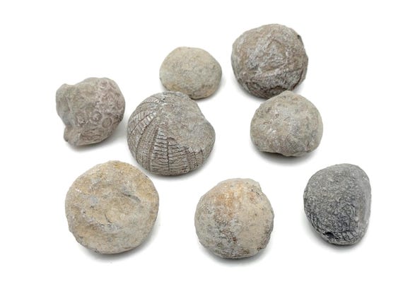 Rare Echinoid Fossil - Fossilization - Paleobiology - Unpolished - Marine Fossils - Aquarium Stones - FO1039