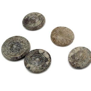 Può includere: Cinque oggetti rotondi, grigi e marroni, fossilizzati, a forma di disco. Gli oggetti presentano un motivo di cerchi concentrici.