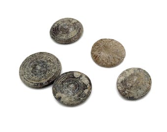 Zyklolithe Korallen Fossil - Fossilisation - Paläobiologie - Meeresfossilien - Aquariensteine - FO1043