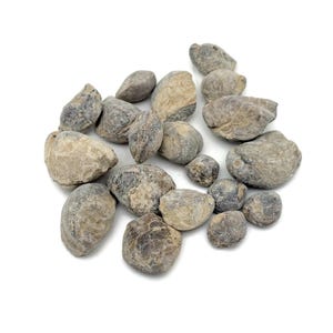 Sea Urchin Fossil - Fossil Brachiopod - Fossil Specimen - Collector Fossil - Great Gift for Collection - FO1034