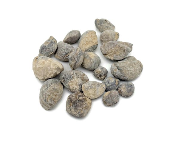 Sea Urchin Fossil - Fossil Brachiopod - Fossil Specimen - Collector Fossil - Great Gift for Collection - FO1034