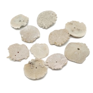 May include: Ten off-white sand dollars are displayed against a white backdrop. Each has a distinct shape and texture, with some featuring small holes. These natural, disc-shaped marine skeletons are suitable for coastal decor or craft projects.