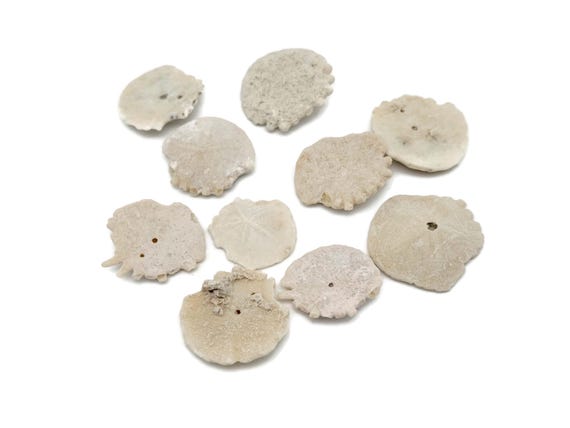 Moraccan Sand Dollar Fossil - Heliophora Fossil - Fossil Specimen - Collector Fossil - Great Gift for Collection - FO1036