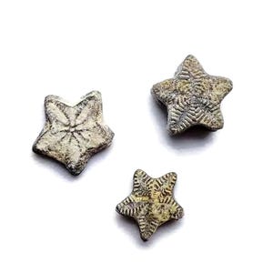 Crinoid Star Fossil - Fossilization - Paleobiology - Unpolished - Great Gift - Marine Fossils - Aquarium Stones - FO1047