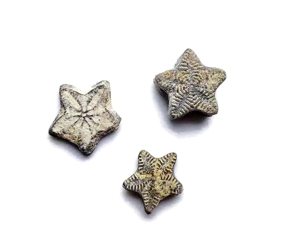 Crinoid Star Fossil - Fossilization - Paleobiology - Unpolished - Great Gift - Marine Fossils - Aquarium Stones - FO1047