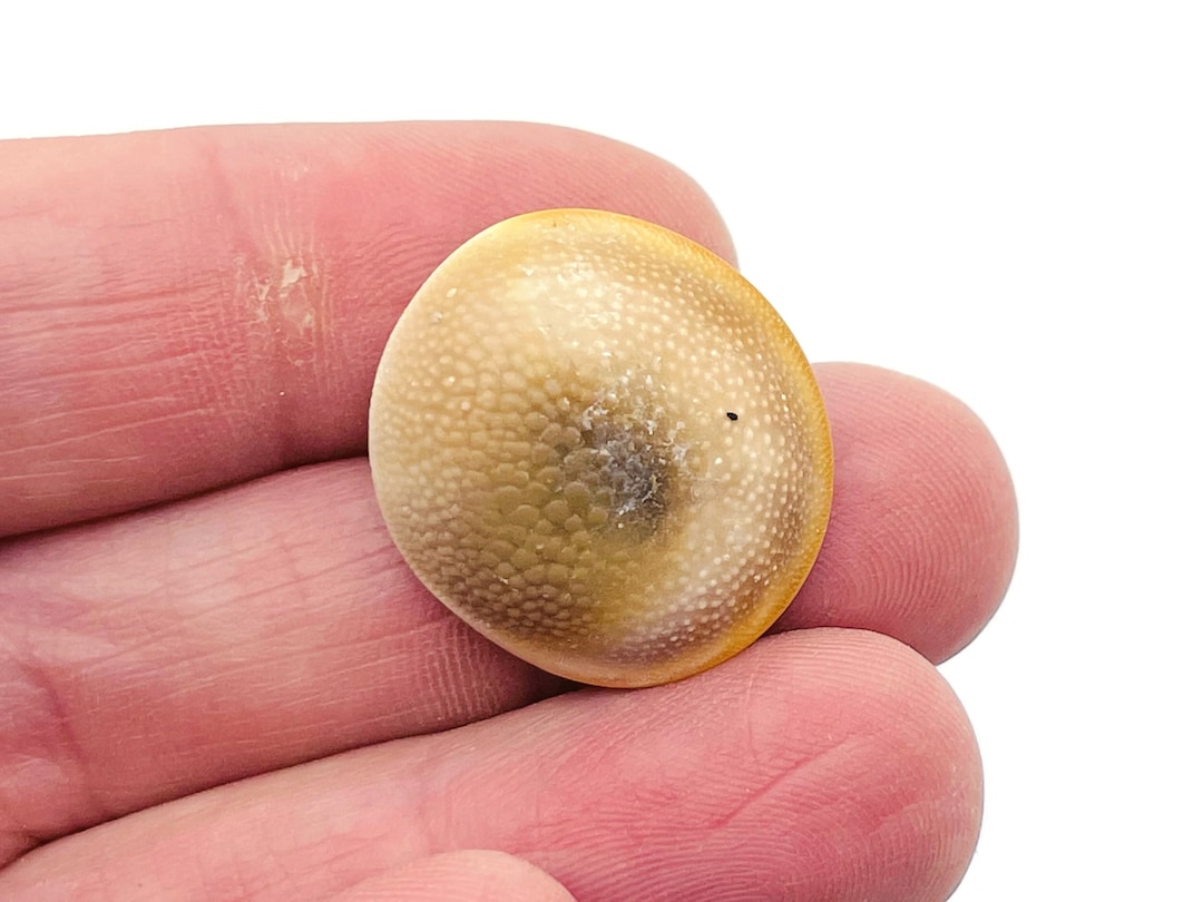 Shiva Eye Shell - Natural Round Shell Cabochon - Natural Shiva Shell ...