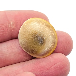 Shiva Eye Shell - Natural Round Shell Cabochon - Natural Shiva Shell - Operculum Shell - FO1008