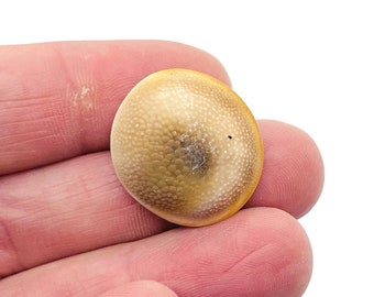 Shiva Eye Shell - Natural Round Shell Cabochon - Natural Shiva Shell - Operculum Shell - FO1008