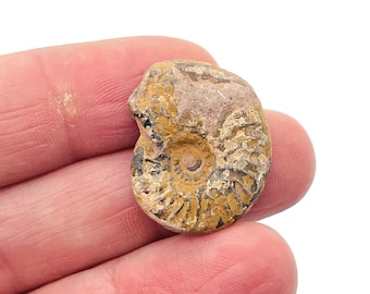 Ammonite Fossil - Nautilus Fossil - Fossil Conch - Rocks And Minerals - Mythological Fossils - FO1001