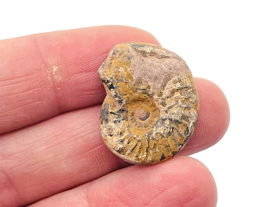 Ammonite Fossil - Nautilus Fossil - Fossil Conch - Rocks And Minerals - Mythological Fossils - FO1001