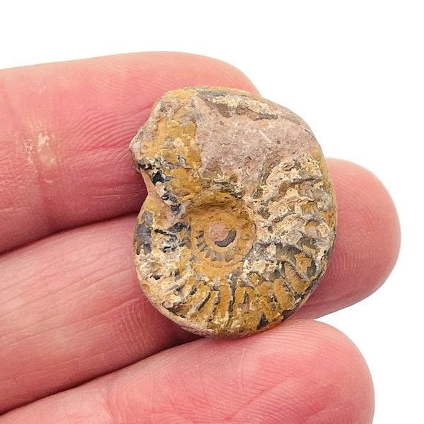 Ammonite Fossil - Nautilus Fossil - Fossil Conch - Rocks And Minerals - Mythological Fossils - FO1001