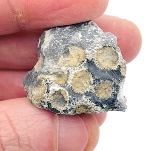 Charlevoix Stone - Favorite Charlevoix Stone - Fossil Collection - Healing Fossil - FO1007