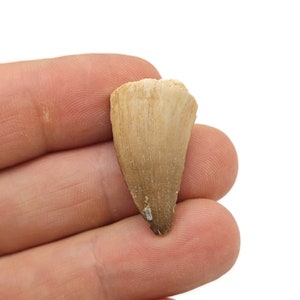 May include: A fossilized tooth, likely from a shark, with a light brown color and a pointed shape.
