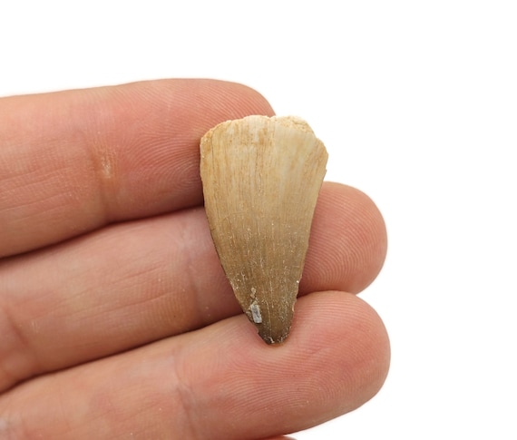 Mosasaur Teeth - Natural History - Fossil Hunting - Marine Life - FossilCollection - FO1021