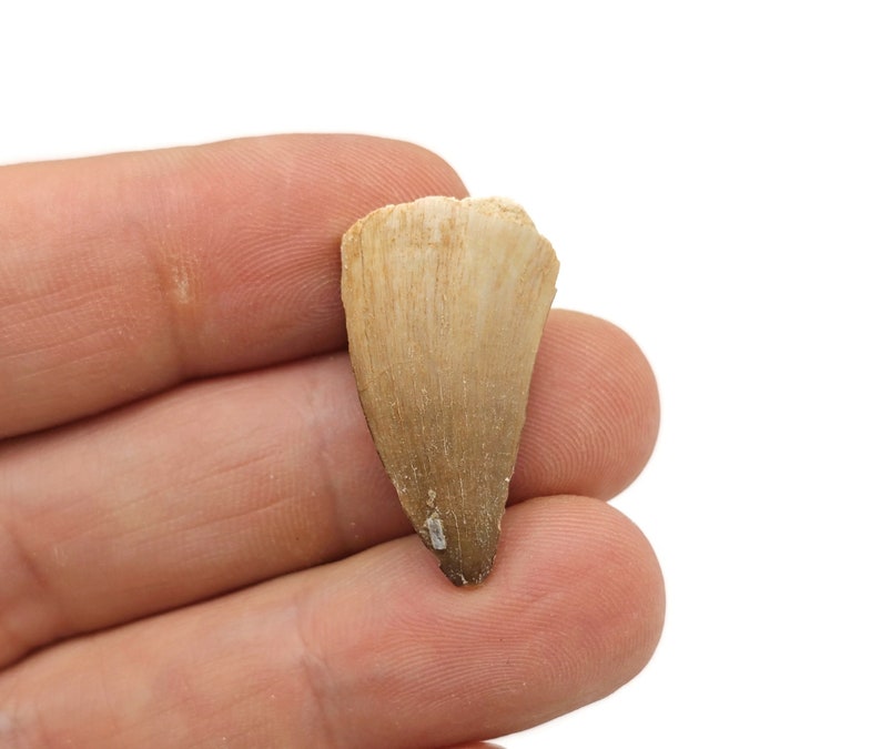 May include: A fossilized tooth, likely from a shark, with a light brown color and a pointed shape.