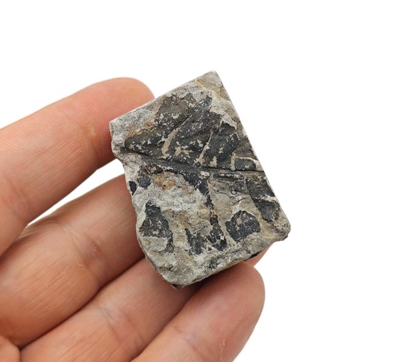 Leaf Fossil - Natural History - Fossil Hunting - Marine Life - FossilCollection - FO1019
