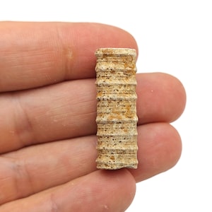 Crinoid Fossilized - Fossil Crinoid - Marine Life - Best Gifts Fossils - FO1016