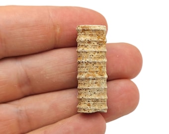 本物のウミユリ化石標本：エルフード産モロッコ、1kg - Etsy 日本