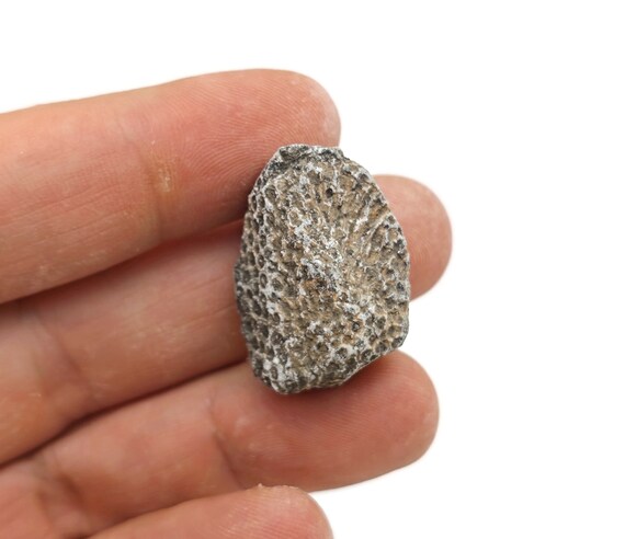 Chain Coral Fossilized - Natural History - Fossil Hunting - Marine Life - FossilCollection - FO1017