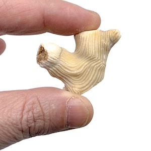 Sea Uchin Ammonite - Fossil Sea Urchin - Fossil Specimen - Collector Fossil - Great Gift for Collection- RA1185