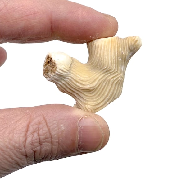 Sea Uchin Ammonite - Fossil Sea Urchin - Fossil Specimen - Collector Fossil - Great Gift for Collection- RA1095