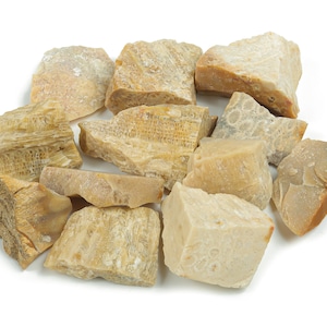 Raw Fossil Coral Stone - Healing Gemstone - Natural Raw Crystal - Pocket Crystal - Jewelry Making Gem – RA1068