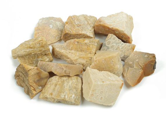 Raw Fossil Coral Stone - Healing Gemstone - Natural Raw Crystal - Pocket Crystal - Jewelry Making Gem – RA1068