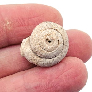 Ammonite Fossil - Pleurotomaria fossil - Small Ammonite from Madagascar - Unpolished - FO1005