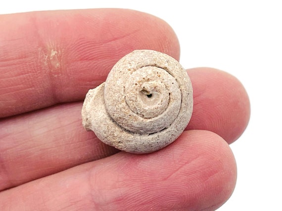 Ammonite Fossil - Pleurotomaria fossil - Small Ammonite from Madagascar - Unpolished - FO1005