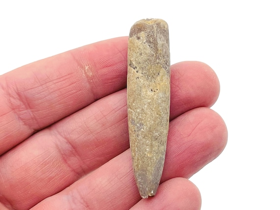 Belemnite Fossil - Squid Fossil - Madagascar Mineral - Collector Fossil - 100% Genuine Specimen - FO1003