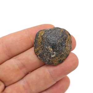 Może przedstawiać: Skamieniała muszla w kolorze czarnym i złotym o żebrowanej fakturze.