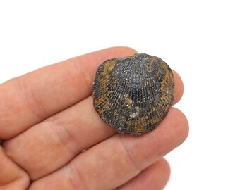 腕足動物化石：ジュラ紀標本、3個セット（10～60 mm） - Etsy 日本