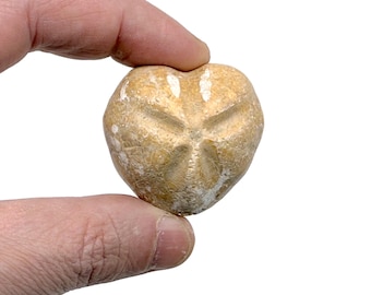 ウニの化石 バソニアン 中期ジュラ紀 1～2インチ 10個 - Etsy 日本