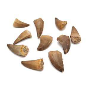 May include: A collection of ten fossilized shark teeth, ranging in size and shape, with a light brown color. The teeth are arranged on a white background.