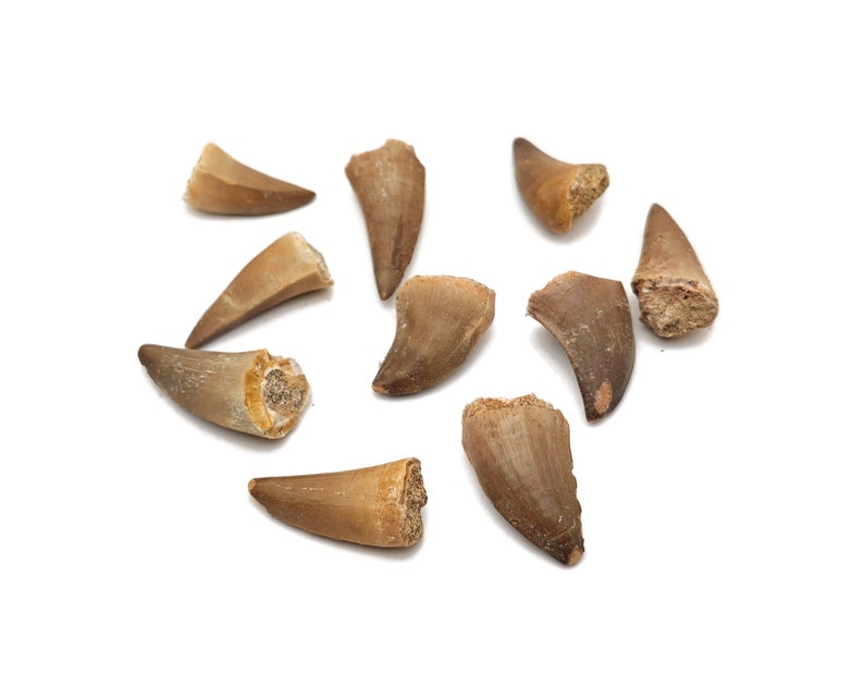 May include: A collection of ten fossilized shark teeth, ranging in size and shape, with a light brown color. The teeth are arranged on a white background.