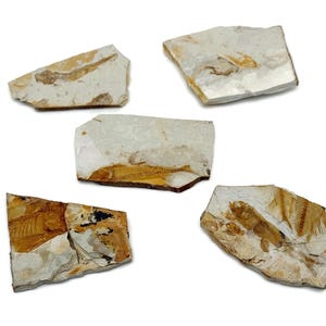 Lycoptera Fish Fossil - Fossilization - Marine Fossils - Unpolished - Marine Fossils - Aquarium Stones - FO1040