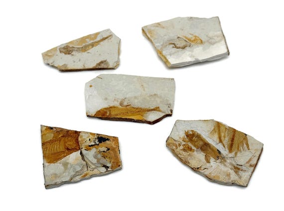 Lycoptera Fish Fossil - Fossilization - Marine Fossils - Unpolished - Marine Fossils - Aquarium Stones - FO1040