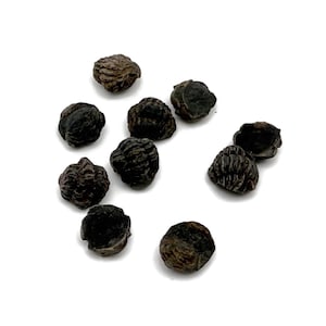 Puede incluir: Un conjunto de semillas marrones oscuras y texturizadas dispersas sobre una superficie blanca. Las semillas tienen una forma rugosa e irregular y parecen secas. La iluminación resalta los detalles de la superficie de las semillas.