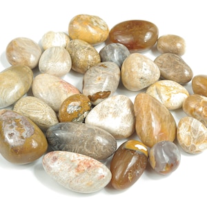 Fossil Coral Tumbled Stone – Fossil Coral Palm Stone – Fossil Coral Stone – Natural Coral Healing crystal – Wealth Stone – TU1157