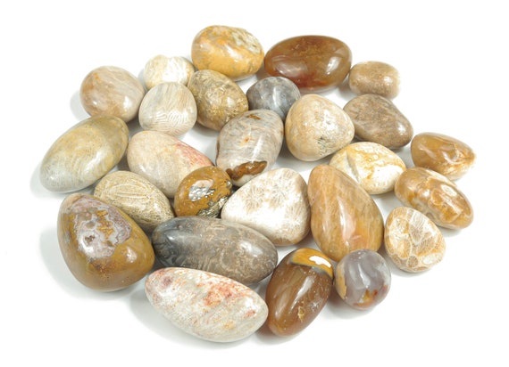 Fossil Coral Tumbled Stone – Fossil Coral Palm Stone – Fossil Coral Stone – Natural Coral Healing crystal – Wealth Stone – TU1157
