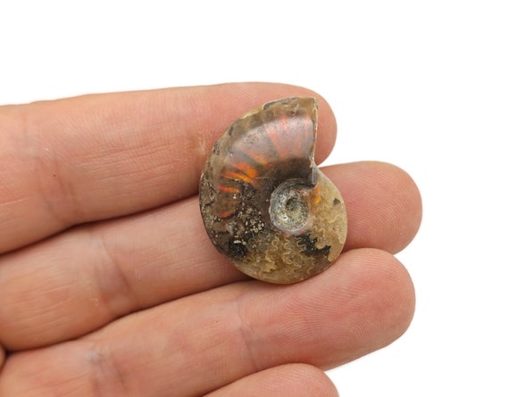 Ammonite Fossil - Natural History - Fossil Hunting - Marine Life - FossilCollection - FO1023