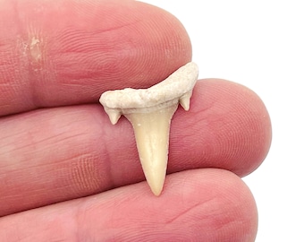 Shark Teeth - Real Fossil Shark Teeth - Shark Tooth Fossil - FOMIX