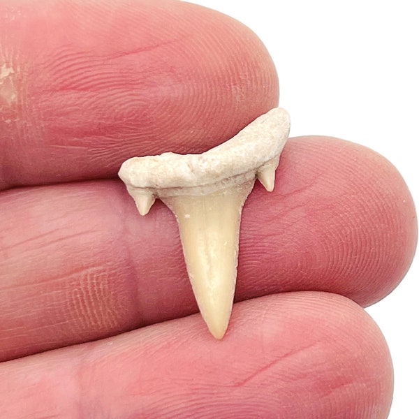 Dents de requin - Dents de requin fossiles réelles - Fossile de dents de requin - FOMIX