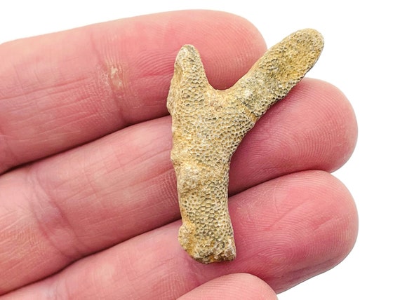 Bryozoan Fossil - Bryozoan Branches - Fossil Specimen - Fossil Sea Animal - FO1006