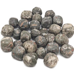 Crinoid Fossil Tumbled Stone - Smooth Pebble Round - Harmony Protection Stability - Root Chakra - TU1324