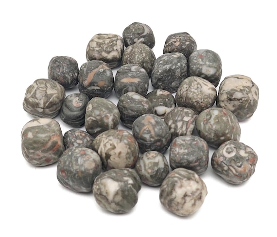 Crinoid Fossil Tumbled Stone - Smooth Pebble Round - Harmony Protection Stability - Root Chakra - TU1324